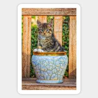 Pot Of Baby Kitten Sticker